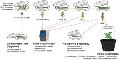 Novel strains of a pandemic plant virus, tomato spotted wilt orthotospovirus, increase vector fitness and modulate virus transmission in a resistant host